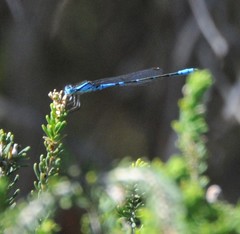 Austroagrion cyane