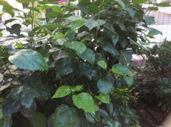 Hibiscus rosa-sinensis