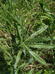 Cirsium arvense