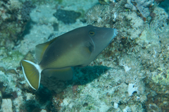 Sufflamen albicaudatum