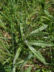 Cirsium arvense