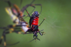 Ectrychotes andreae