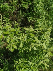 Salix cinerea