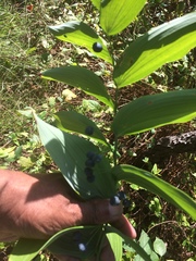 Polygonatum biflorum commutatum
