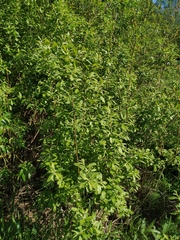 Salix cinerea