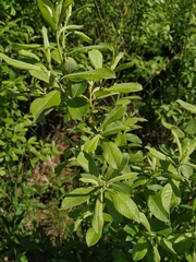 Salix cinerea