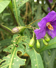 Psylliodes brettinghami