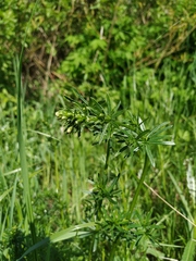 Galium mollugo