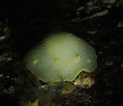 Cadlina laevis