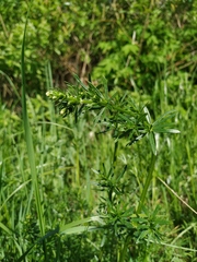 Galium mollugo