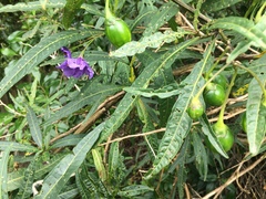 Psylliodes brettinghami