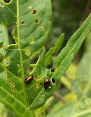 Psylliodes brettinghami