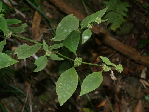 Image of Hedyotis uncinella by (c) Jacy Chen, some rights reserved (CC BY)