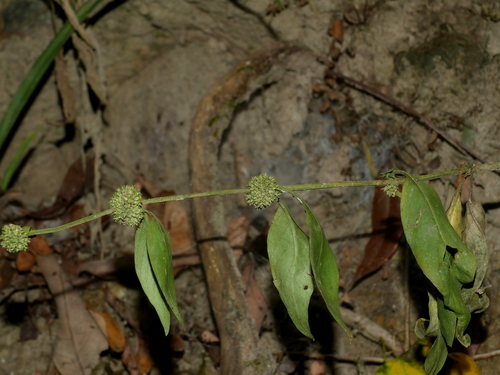 Image of Hedyotis uncinella by (c) Jacy Chen, some rights reserved (CC BY)