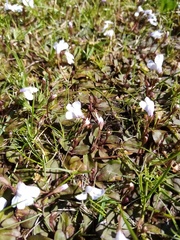 Mazus novaezeelandiae