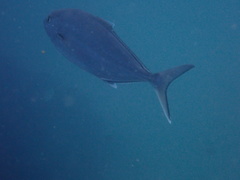 Seriola rivoliana