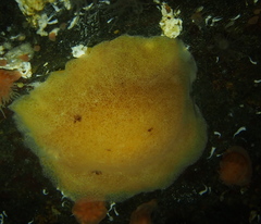 Jorunna tomentosa