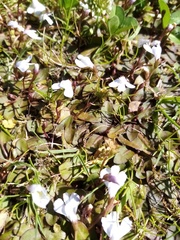 Mazus novaezeelandiae