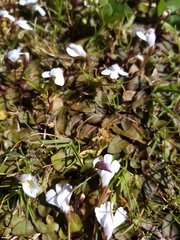 Mazus novaezeelandiae