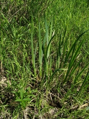 Iris pseudacorus