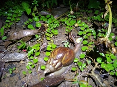 Lissachatina fulica
