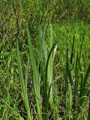 Iris pseudacorus