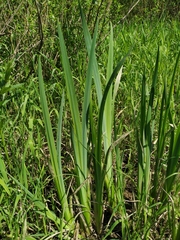 Iris pseudacorus
