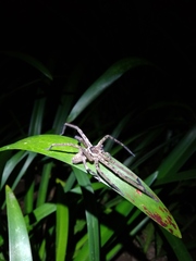 Heteropoda venatoria