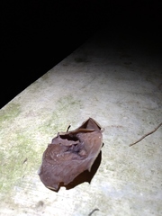 Auricularia auricula-judae