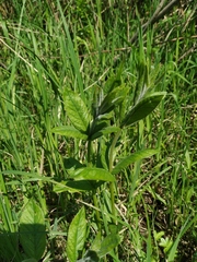 Lysimachia vulgaris