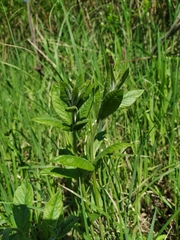 Lysimachia vulgaris