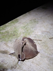Auricularia auricula-judae