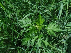 Artemisia vulgaris