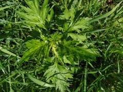 Artemisia vulgaris