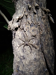 Heteropoda venatoria