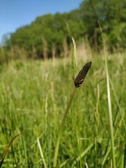 Plantago lanceolata