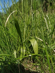 Plantago lanceolata