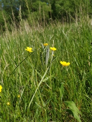 Ranunculus acris