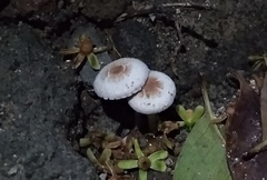 Agaricales