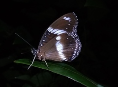 Hypolimnas bolina