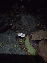 Agaricales