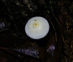 Agaricales