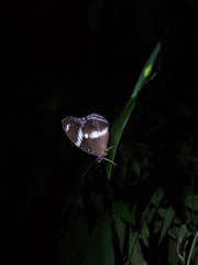 Hypolimnas bolina