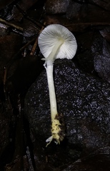 Agaricales