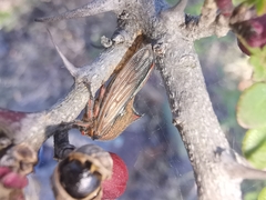 Umbonia reclinata