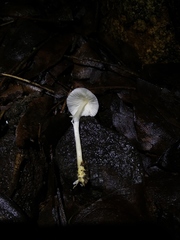 Agaricales