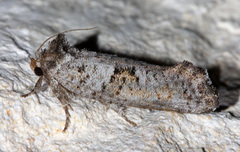 Acrolophus piger