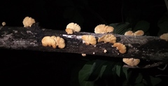 Neofavolus alveolaris