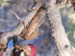 Umbonia reclinata