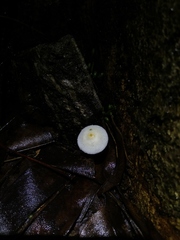Agaricales